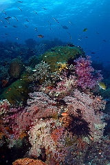 Raja Ampat 2016 - Corail - IMG_4480_rc